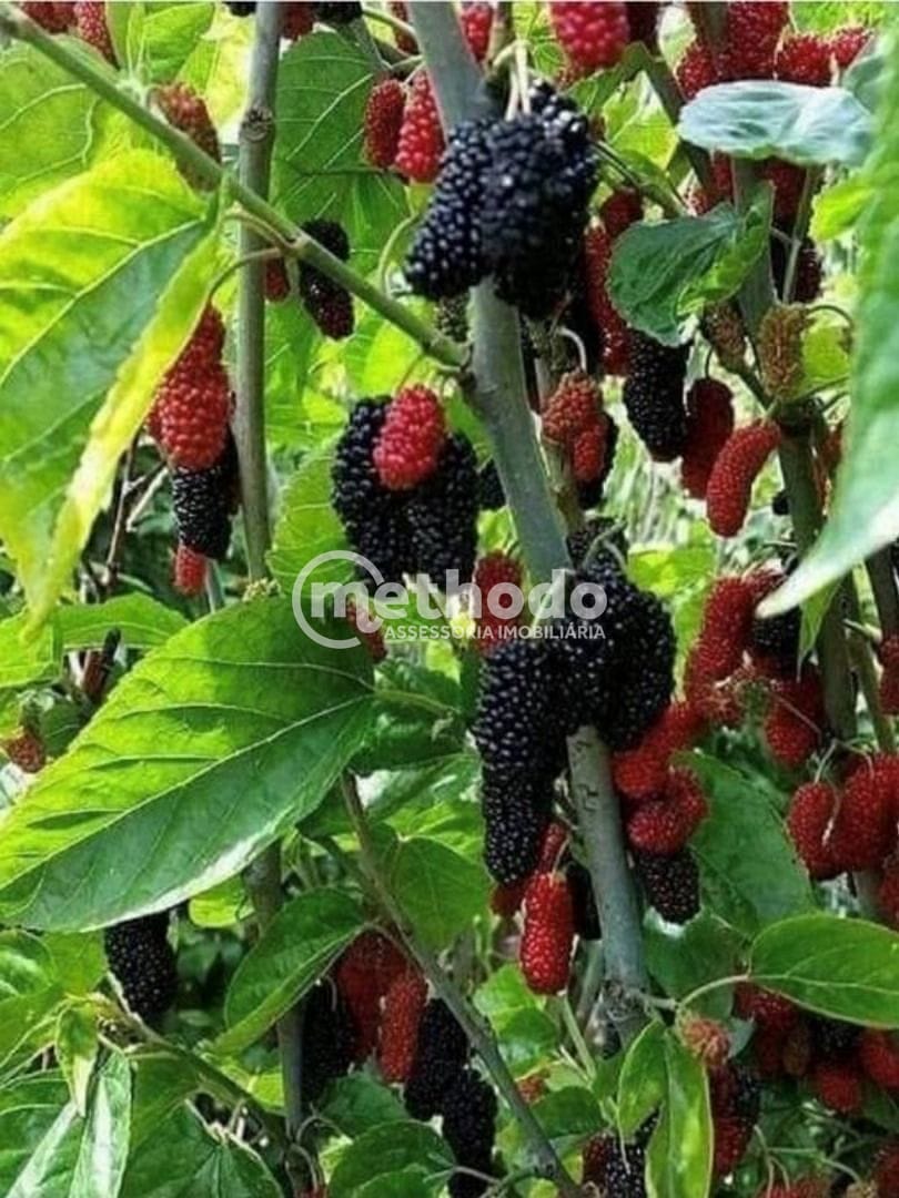 Casa, 4 quartos, 800 m² - Foto 19