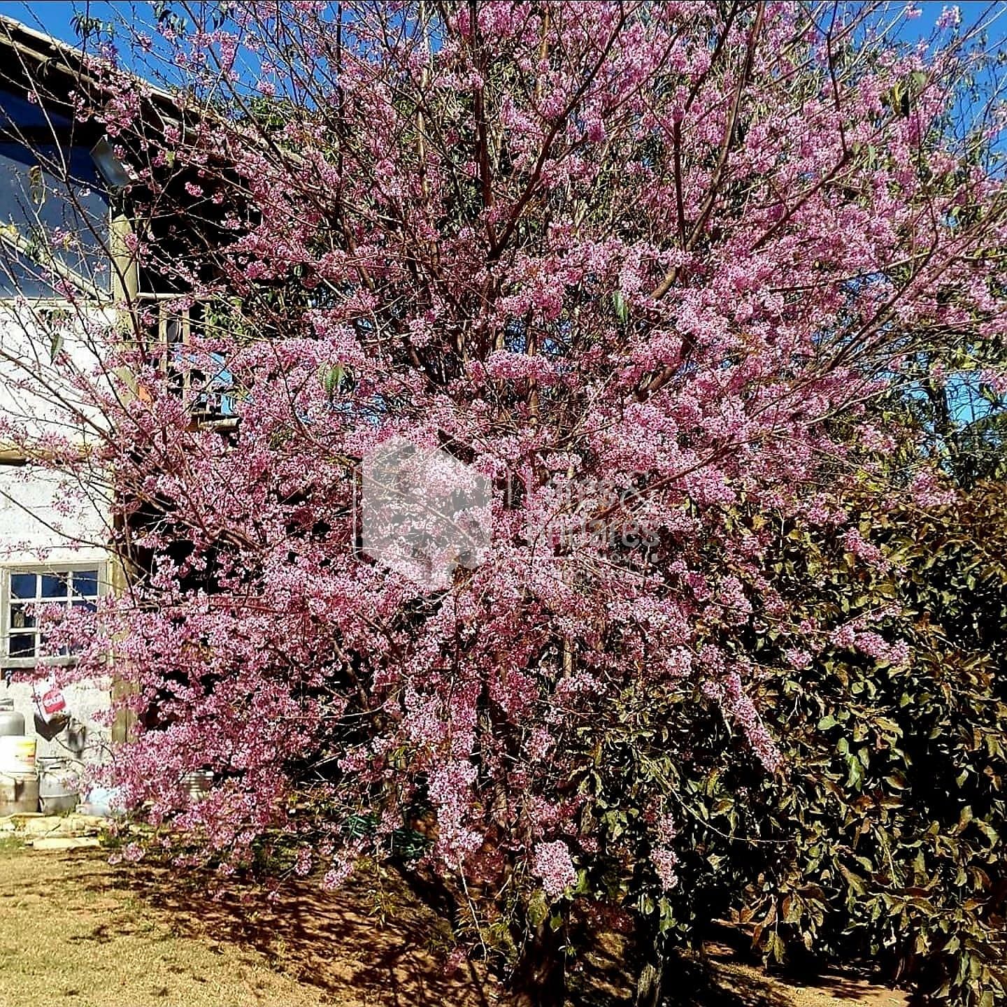 Casa, 3 quartos, 436 m² - Foto 41