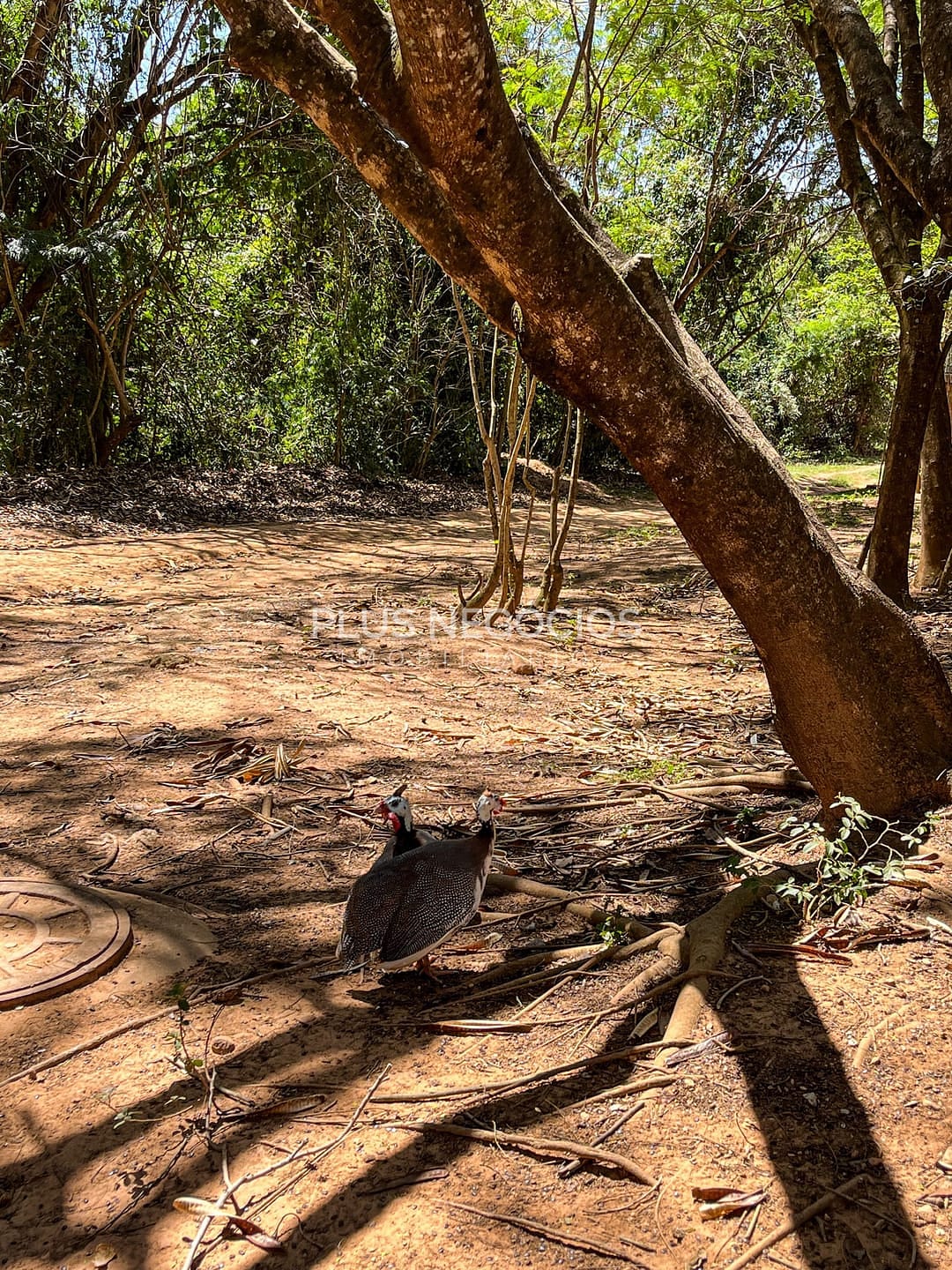 Casa, 4 quartos, 526 m² - Foto 68