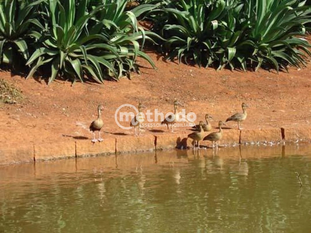 Casa, 4 quartos, 576 m² - Foto 18