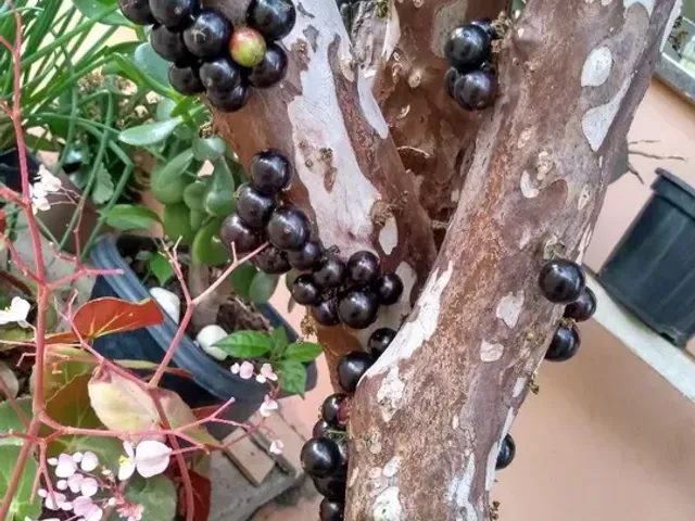 Casa 3 quartos e 2 banheiros, à venda, no bairro Jardim Bela Vista em Taubaté