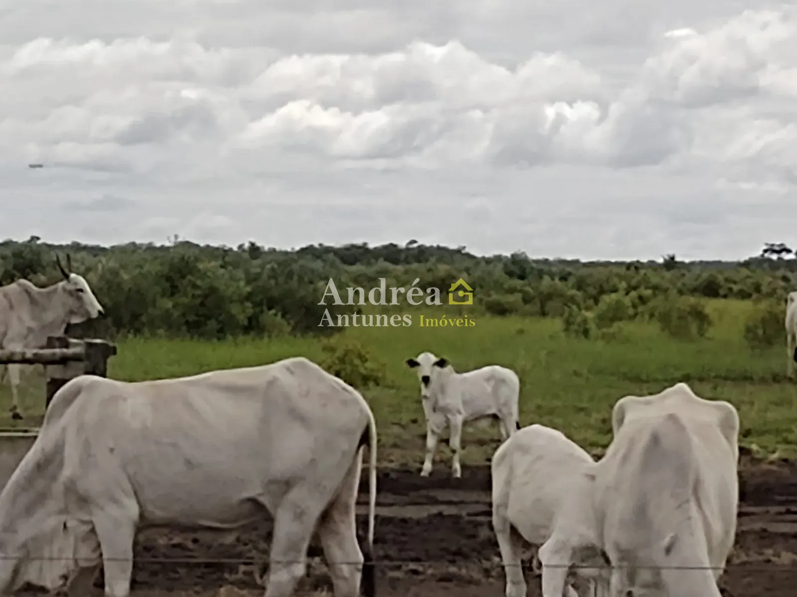 Fazenda, 1418 m² - Foto 18
