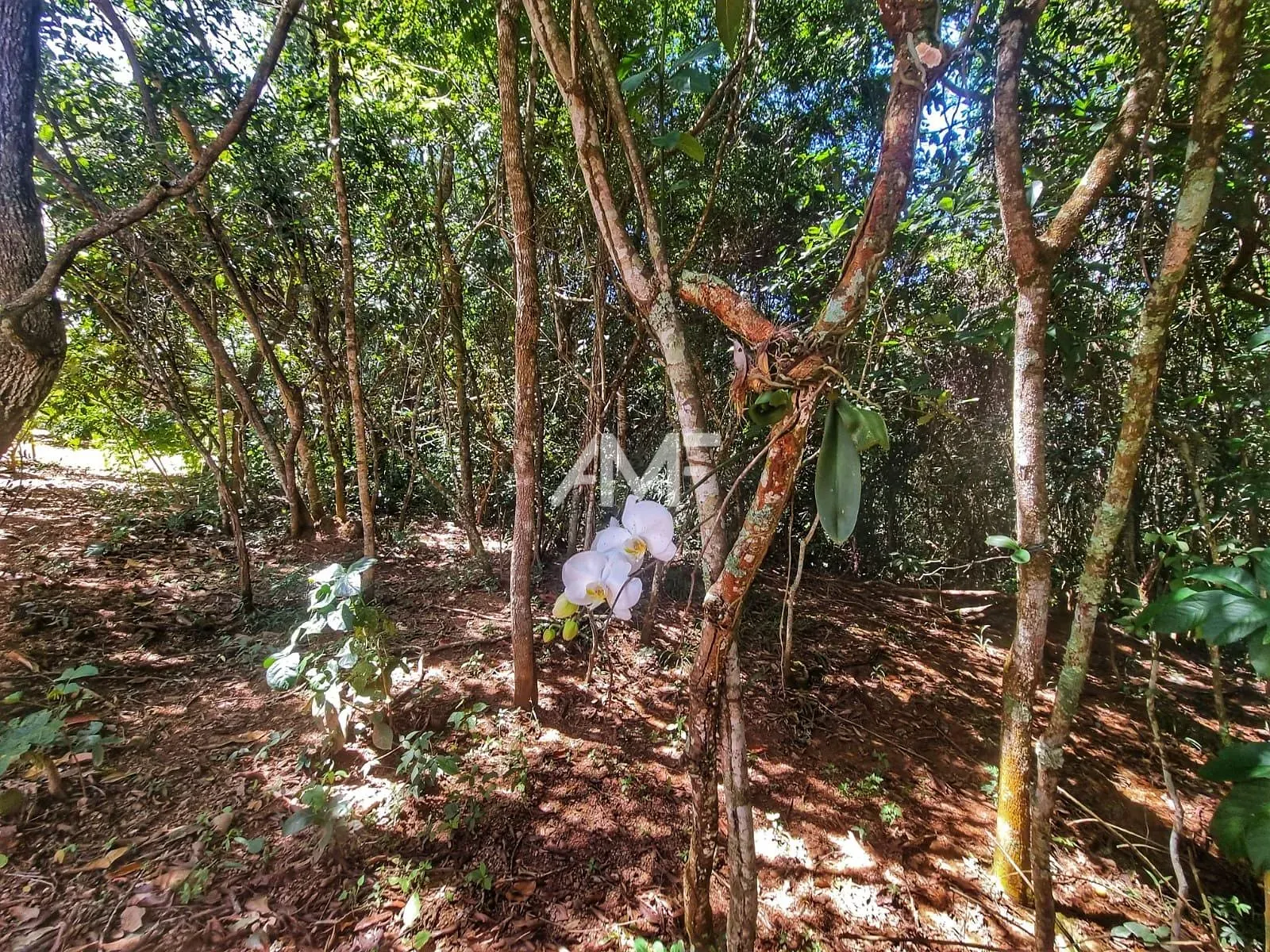 Chácara, 4 quartos, 2 hectares - Foto 43