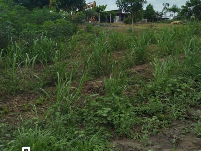 Foto do Chácara - Chácara à venda na BR 163, em Novo Progresso - PA | Corretora Ligiani Dias de Oliveira