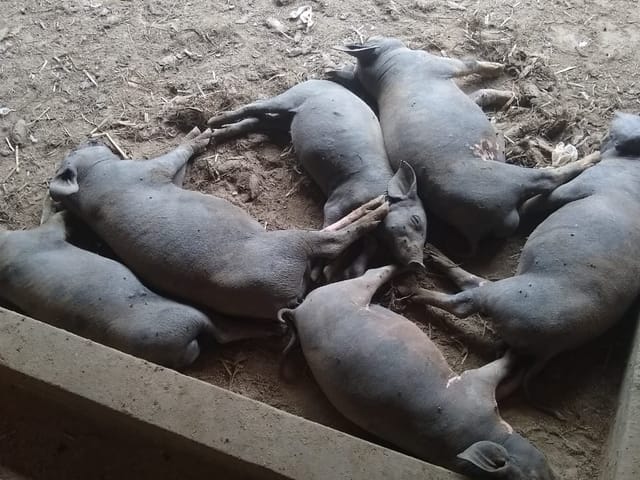 Chácara à venda, no bairro Zona Rural em Jaguariúna