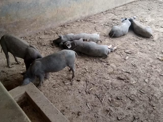 Chácara à venda, no bairro Zona Rural em Jaguariúna