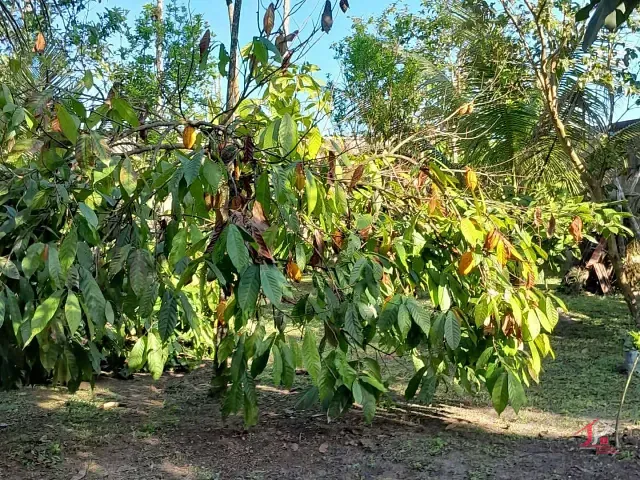 Chácara 2 quartos e 4 banheiros, à venda, no bairro Parque Vergara em Itanhaém
