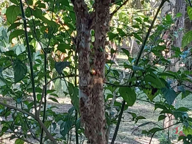 Chácara 2 quartos e 4 banheiros, à venda, no bairro Parque Vergara em Itanhaém