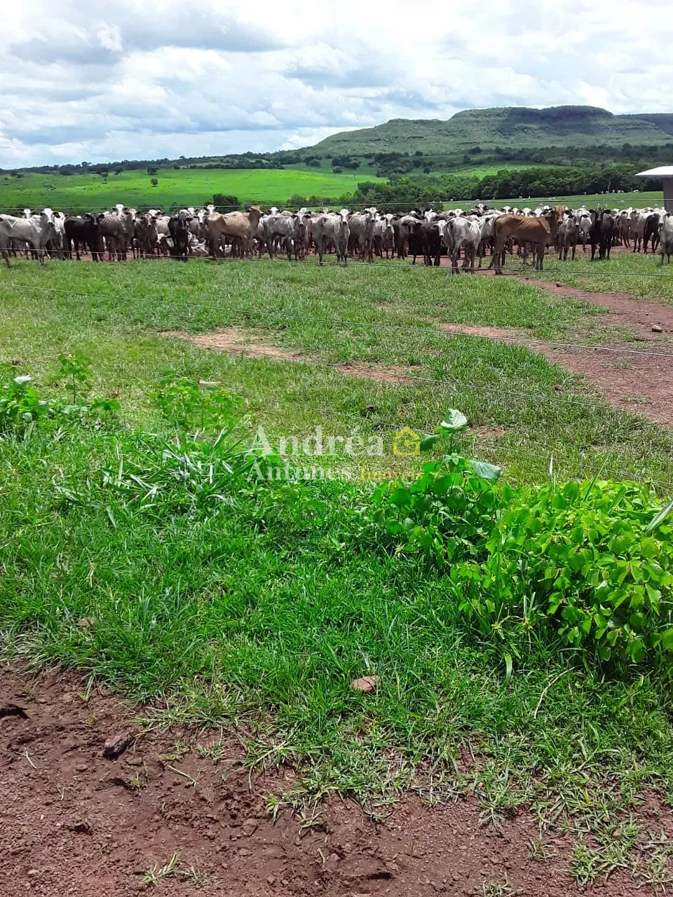 Fazenda, 2 hectares - Foto 2