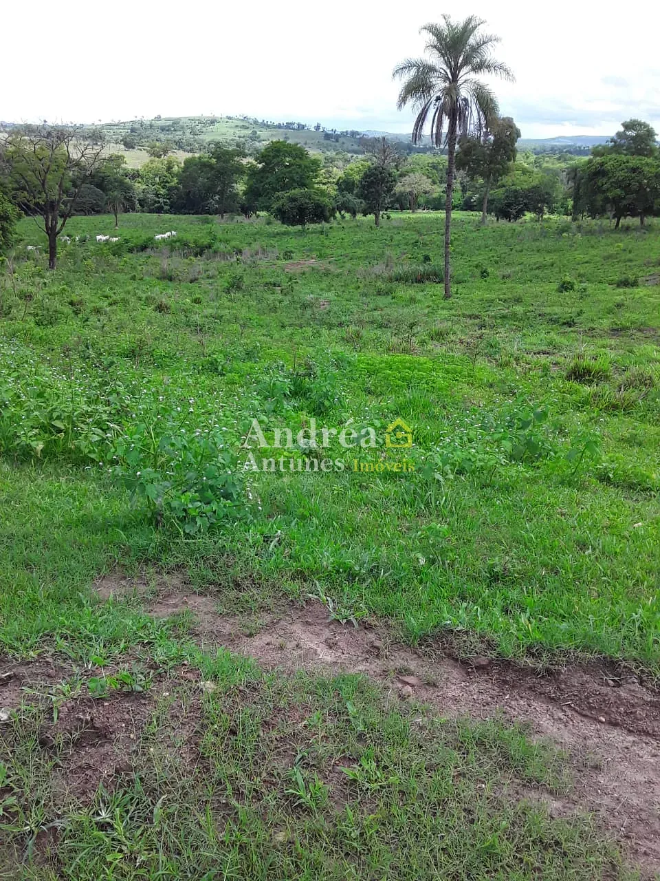 Fazenda, 2 hectares - Foto 19