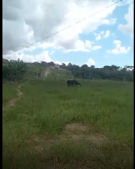 Sítio, 3 quartos, 2 hectares - Foto 7