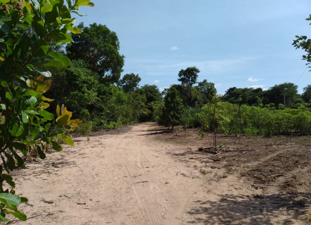 Chácara com 40000m², à venda, no bairro Área Rural de Nova Mutum em Nova Mutum