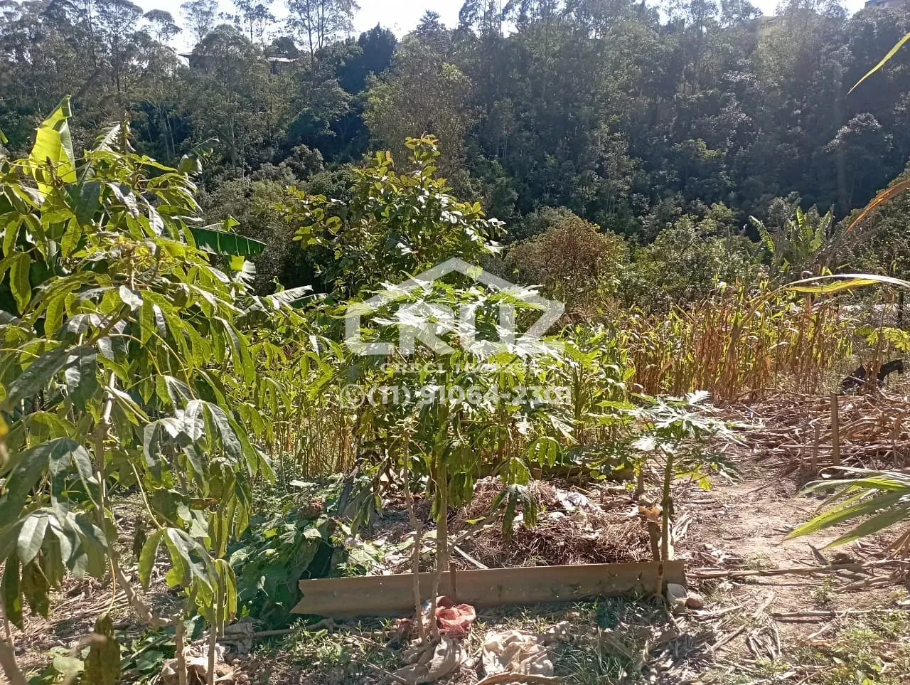 Chácara, 1 quarto, 1100 m² - Foto 12