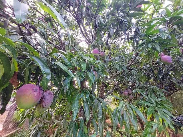 Chácara com 1800m² 2 quartos e 2 banheiros, à venda, no bairro Coroado em Caldas