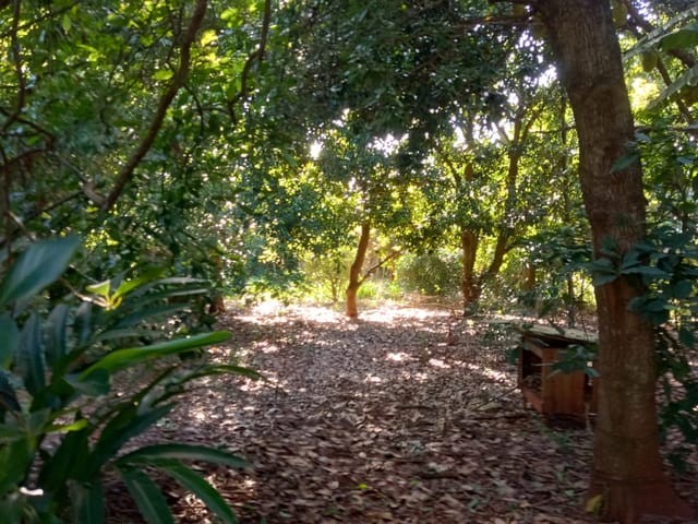 Chácara com 5000m² 1 quarto e 1 banheiro, à venda, no bairro Vila Rural em Ibiporã