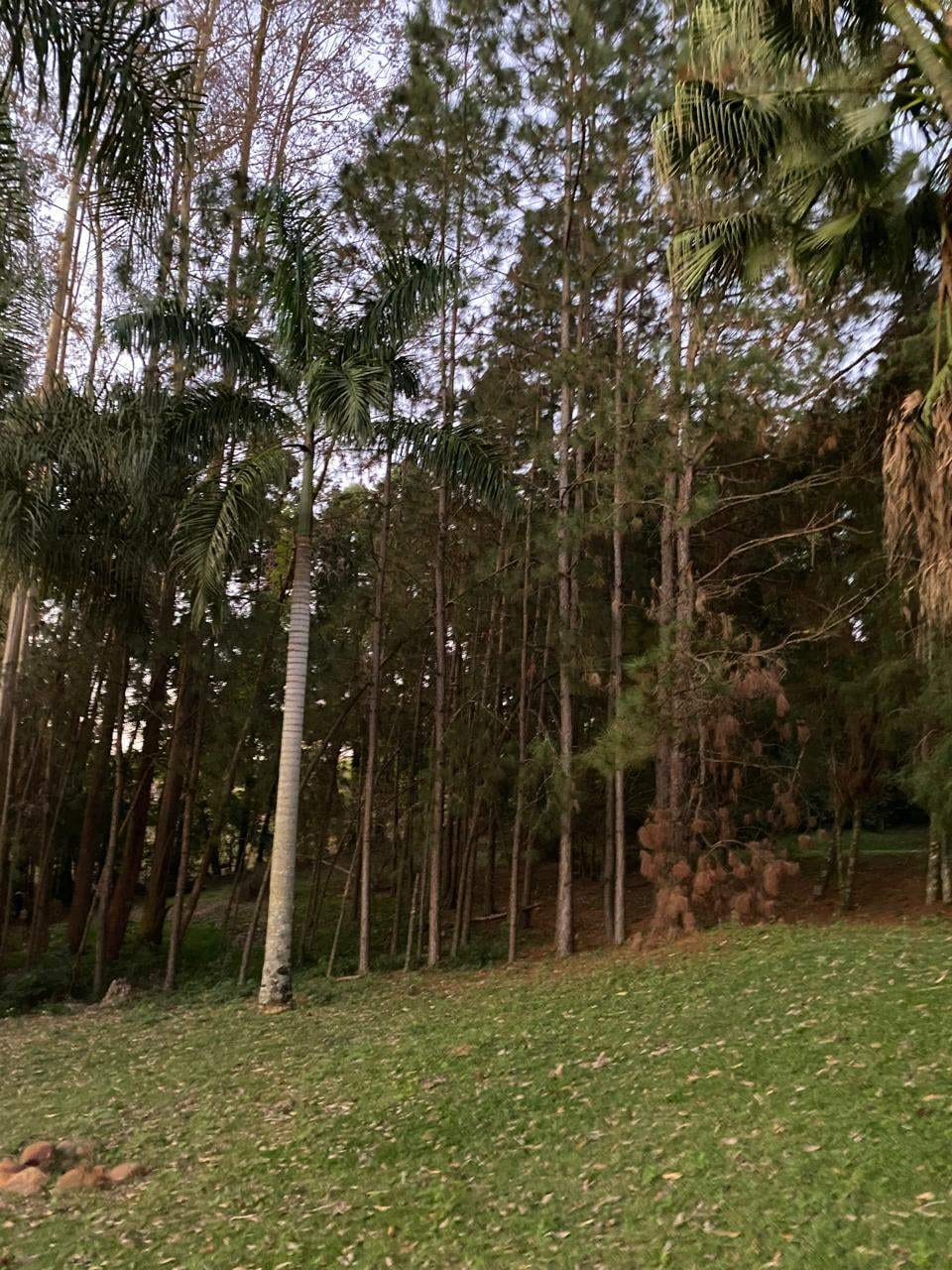 Sítio, 4 quartos, 5407 m² - Foto 2