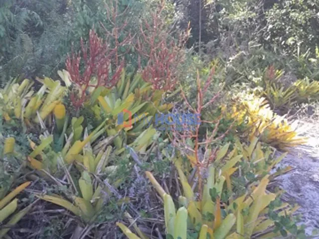 Chácara com 1600m², à venda, no bairro Ponta do ramo  em ilhéus