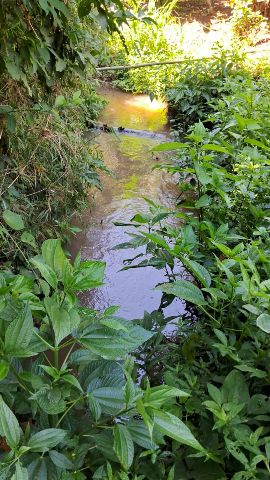 Foto do Chácara - Chácara de mil metros à venda- Paiquerê, Londrina, PR | Taive