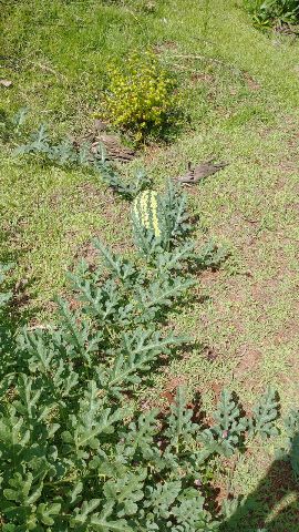 Foto do Chácara - Chácara de mil metros à venda- Paiquerê, Londrina, PR | Taive