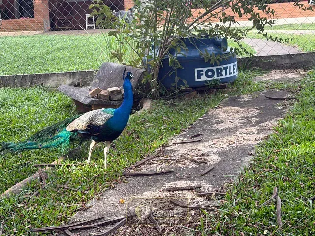 Chácara com 1000m² 1 quarto e 1 banheiro, à venda, no bairro Santo Antônio Aparício em Holambra