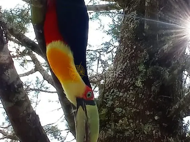 Chácara com 222500m² 2 quartos e 1 banheiro, à venda, no bairro Rio Vermelho Estação em São Bento do Sul