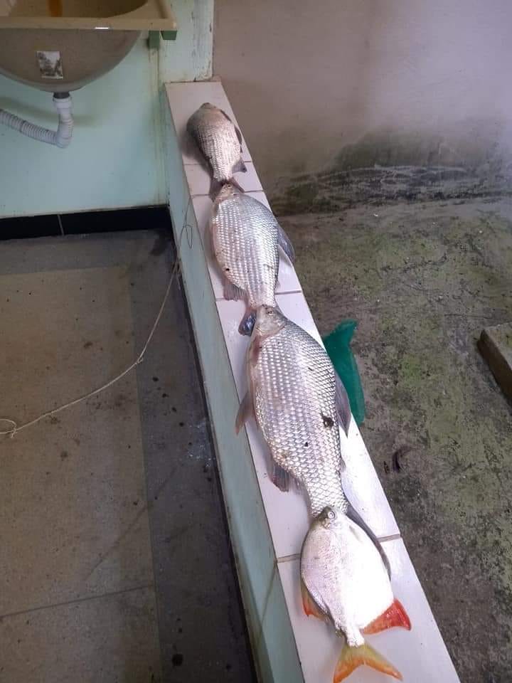 Rancho com três mil metros à venda a poucos quilômetros da cidade de Três Marias, MG ás margens do Rio São Francisco, ideal para pescadores. Todo mobiliado miniatura 24
