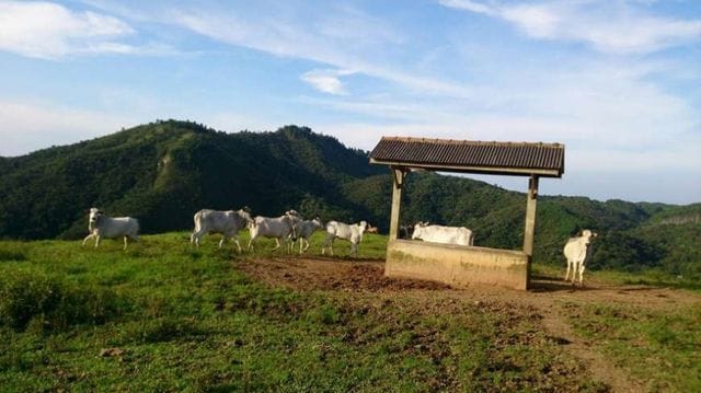 Foto do Chácara - Fazenda à venda, REFLORESTAMENTO e gado, ÁREA DOBRADA, 52 alqueires, 125 hectares, Zona Rural, Itambé, PR | Imobiliária GreenVille