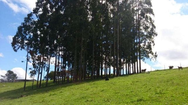 Foto do Chácara - Fazenda à venda, REFLORESTAMENTO e gado, ÁREA DOBRADA, 52 alqueires, 125 hectares, Zona Rural, Itambé, PR | Imobiliária GreenVille