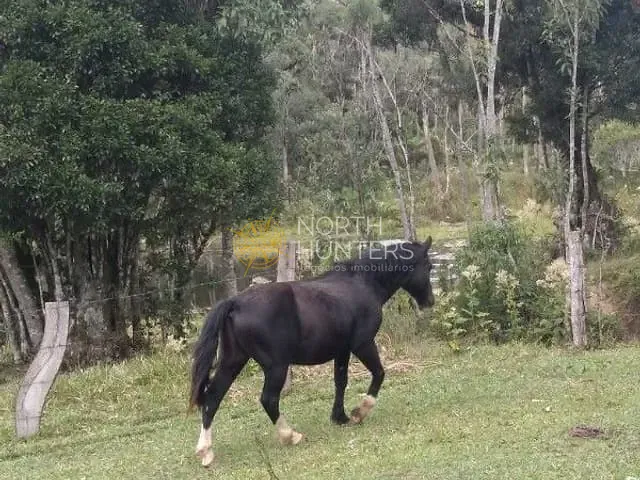 Chácara com 57430m² 3 quartos e 2 banheiros, à venda, no bairro Centro em Campo Alegre