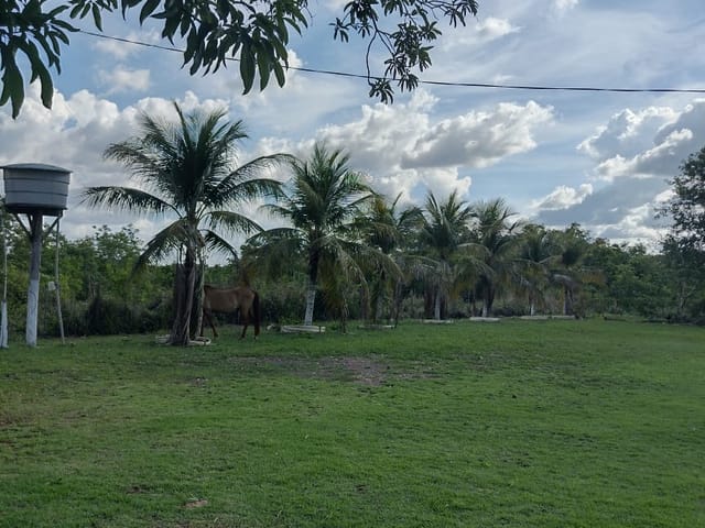 Foto do Chácara - Chácara à venda no  Distrito do Sucuri-Cuiabá-MT, 10 hc, à 10 km da AMBEV, Fundos c/ Rio Bandeira, poço artesiano, 2 casas, piscina, curral, horta, chiqueiro | Lyah Jaudy Imóveis
