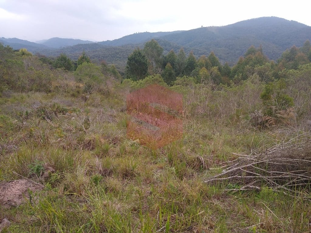 https://static.arboimoveis.com.br/CH0010_SLTI/area-para-formacao-de-chacara-campo-largo1627673070747xljpf.jpg