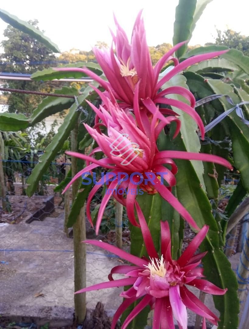 Chácara, 3 quartos, 5000 m² - Foto 13