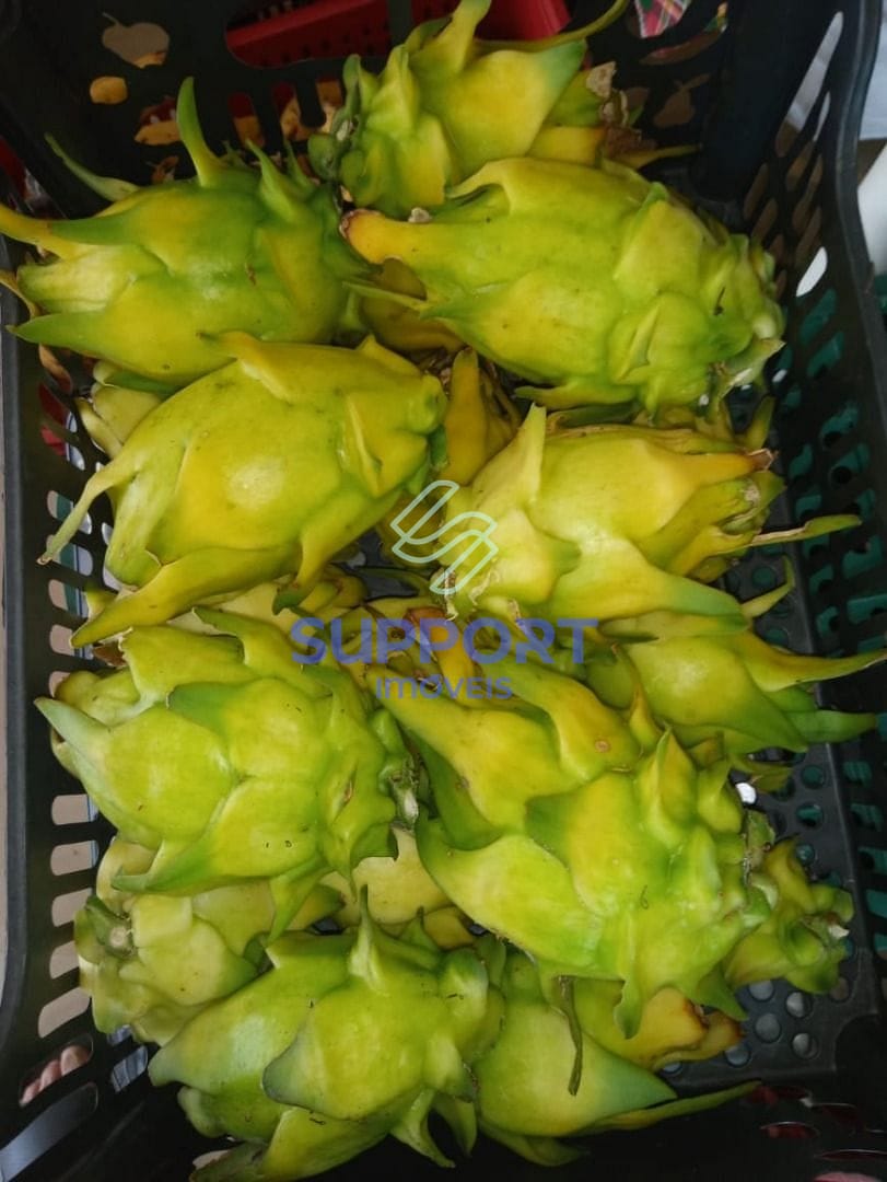 Chácara, 3 quartos, 5000 m² - Foto 20