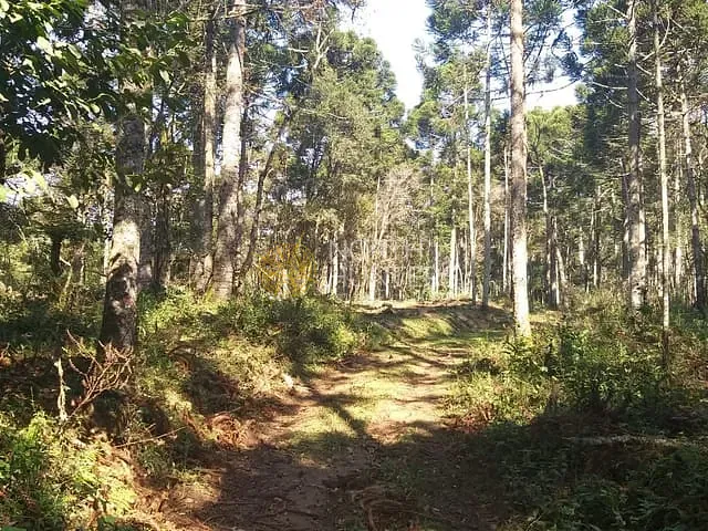 Chácara com 187082m² 1 quarto e 1 banheiro, à venda, no bairro Zona Rural em Campo Alegre