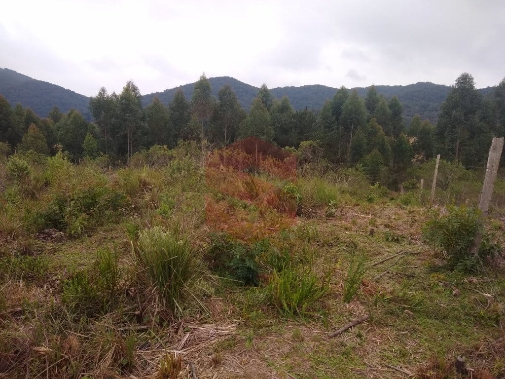 https://static.arboimoveis.com.br/CH0011_SLTI/area-para-formacao-de-chacara-campo-largo1627673074074oddea.jpg