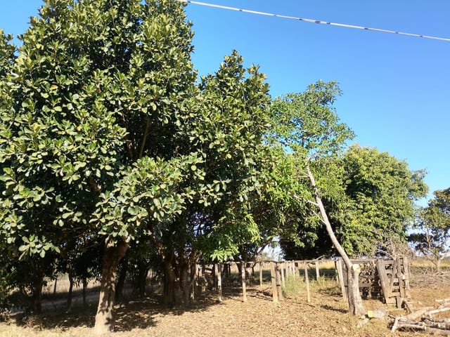 Chácara com 30m² 1 quarto e 1 banheiro, à venda, no bairro CHAC em Abadiânia