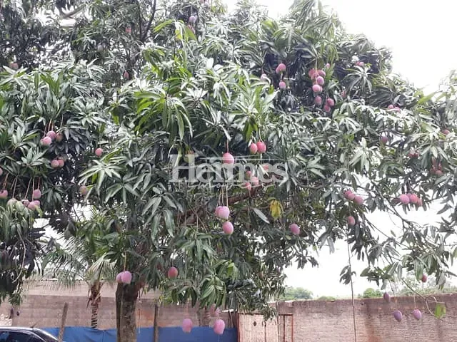 Chácara com 2000m² 3 quartos e 2 banheiros, à venda, no bairro Parque Residencial das Andorinhas em Cosmópolis