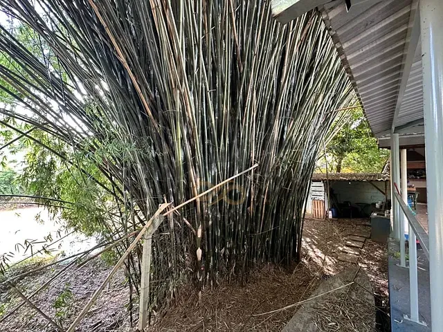 Chácara com 1664m² 1 quarto e 2 banheiros, à venda, no bairro Jardim Paraíso em Jaguariúna