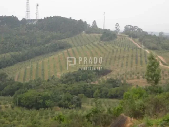 Chácara com 233000m² 5 quartos e 5 banheiros, à venda, no bairro Douradilho em Barra do Ribeiro