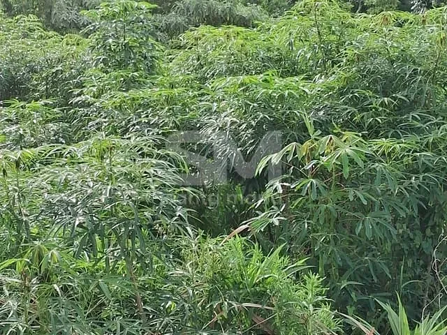 Chácara com 3660m², à venda, no bairro Linha Killian em Guatambú