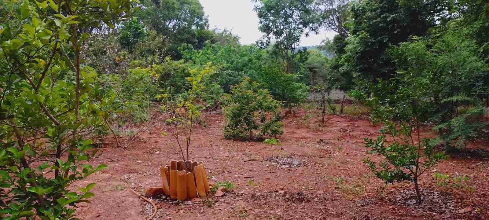 Chácara à venda com 4 quartos, 8400m² - Foto 48