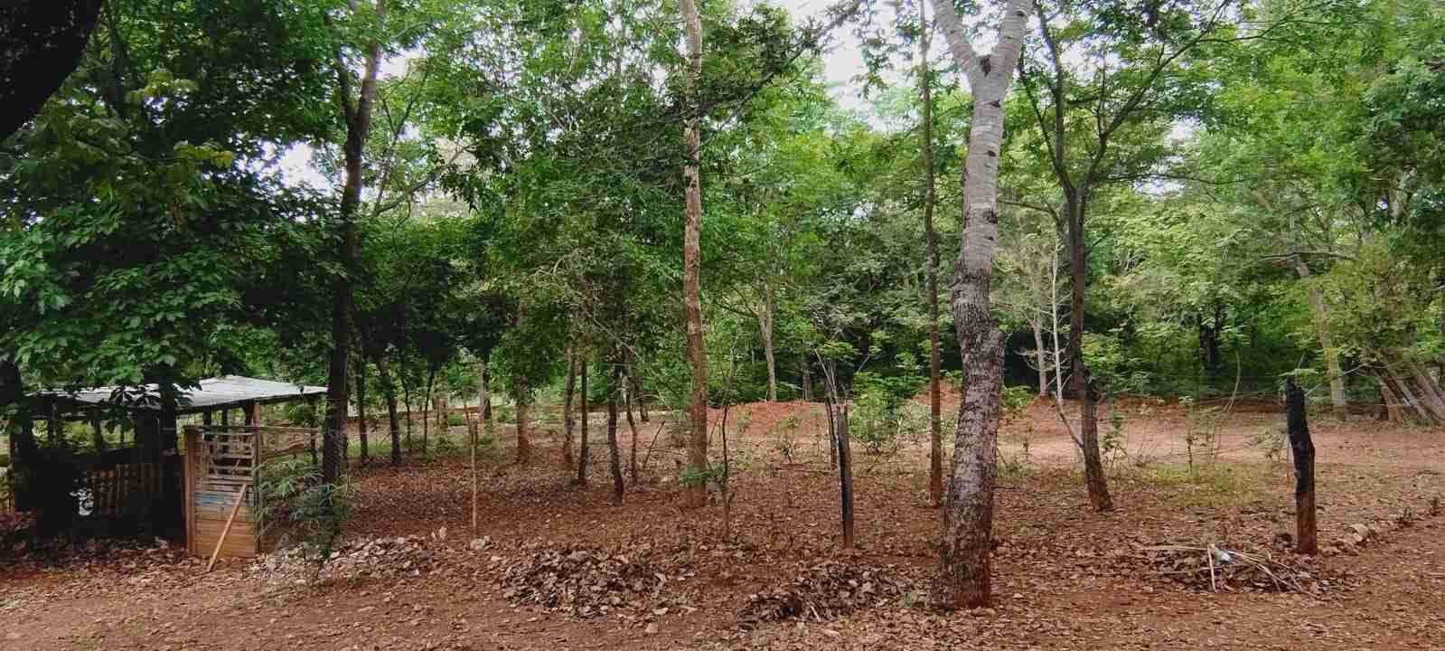 Chácara à venda com 4 quartos, 8400m² - Foto 41