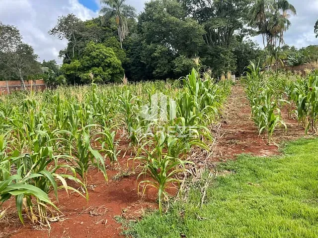 Chácara com 10000m², à venda, no bairro CHÁCARA NÚCLEO RECREATIVO BELVEDERE em Apucarana
