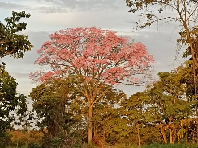 Foto do Chácara - Chácara à venda, Centro, Jaraguari, MS | KSA FACIL IMOVEIS