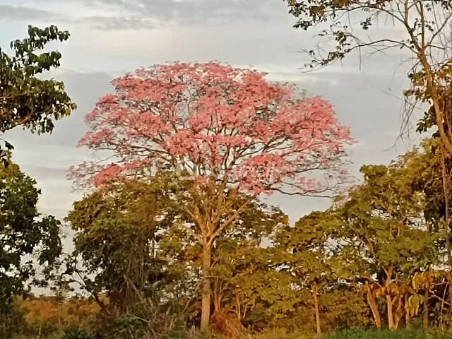Chácara com 4m² 2 quartos e 1 banheiro, à venda, no bairro Centro em Jaraguari