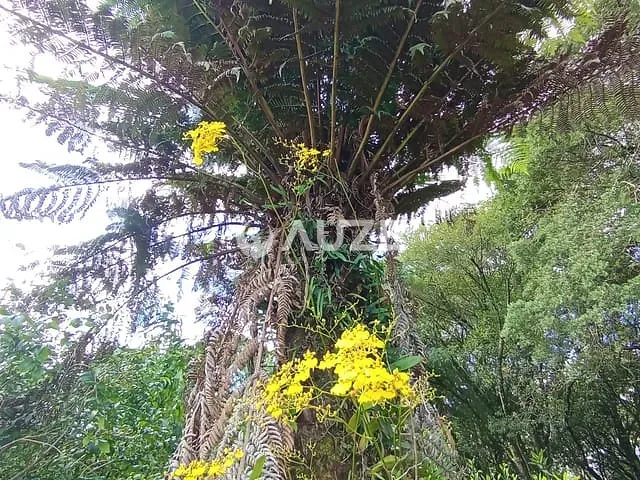 Chácara com 5000m² 3 quartos e 2 banheiros, à venda, no bairro Rodeiozinho em Balsa Nova