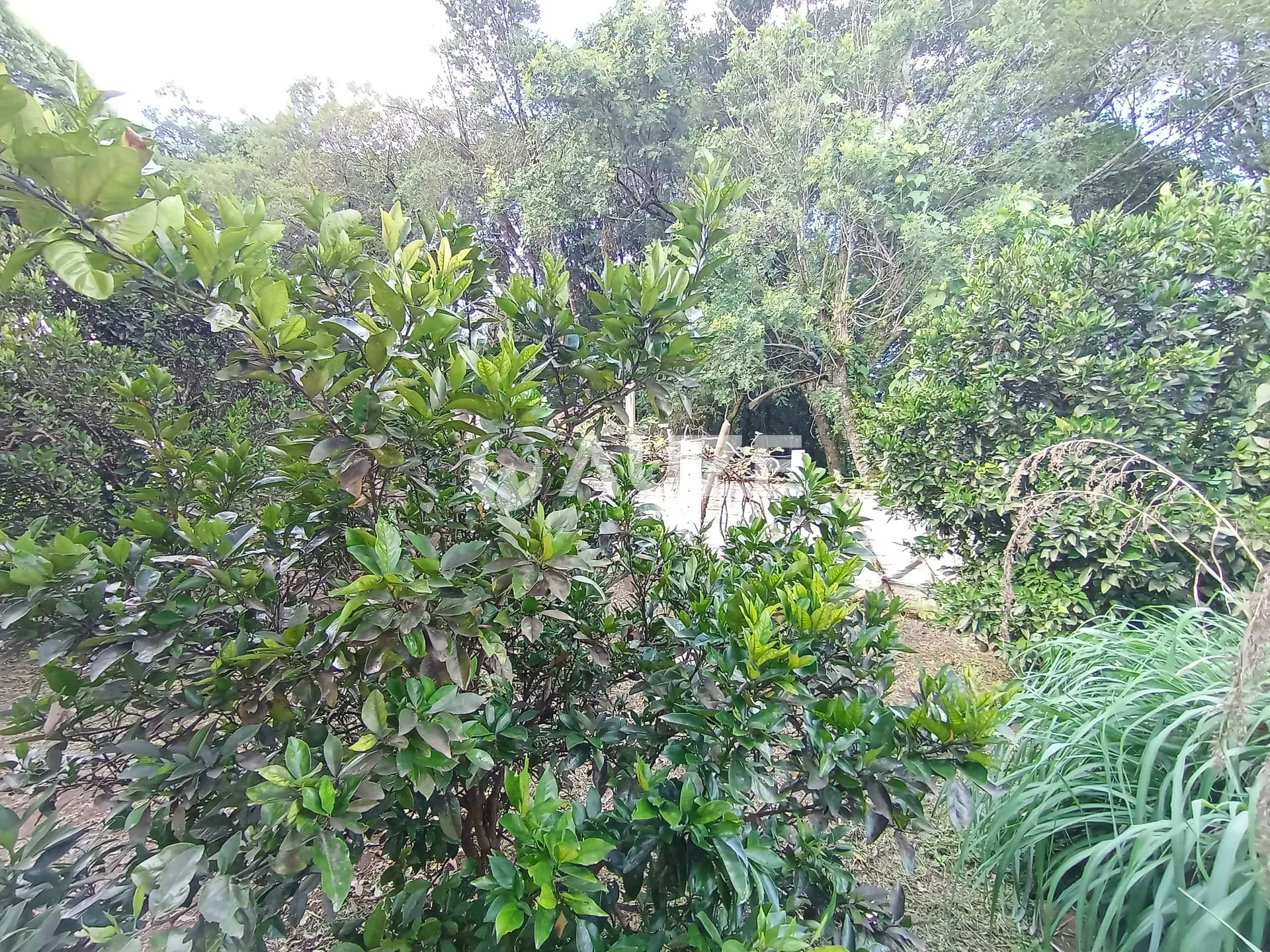 Chácara, 3 quartos, 5000 m² - Foto 23