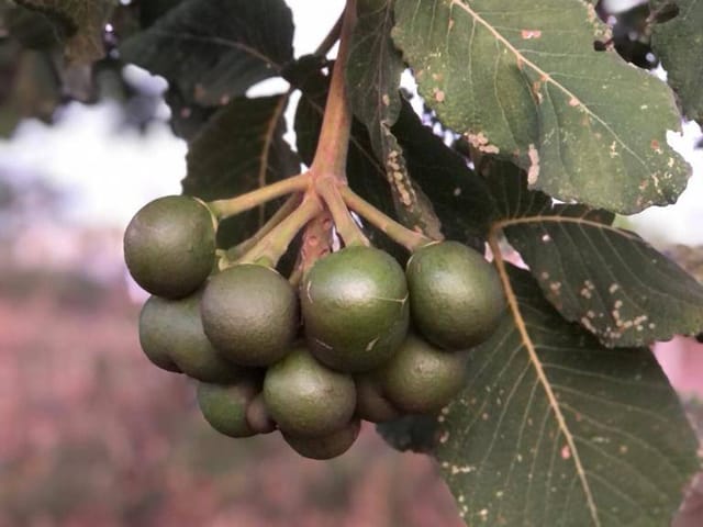 Chácara à venda, zona rual, Aragoiânia, GO
