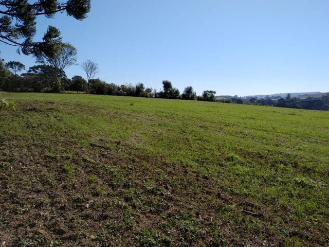 Foto do Chácara - Chácara Rural à venda 27 alqueires ou 653.400m² ou 65.34 hectares, possibilidade de plantio soja de 10 alqueires, Zona Rural, Lapa, PR | Imobiliária GreenVille