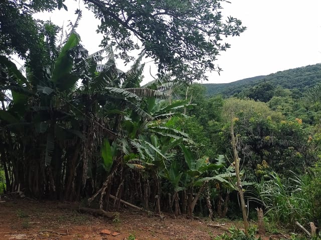 Chácara com 7500m² 3 quartos e 2 banheiros, à venda, no bairro Eleuterio em Monte Sião